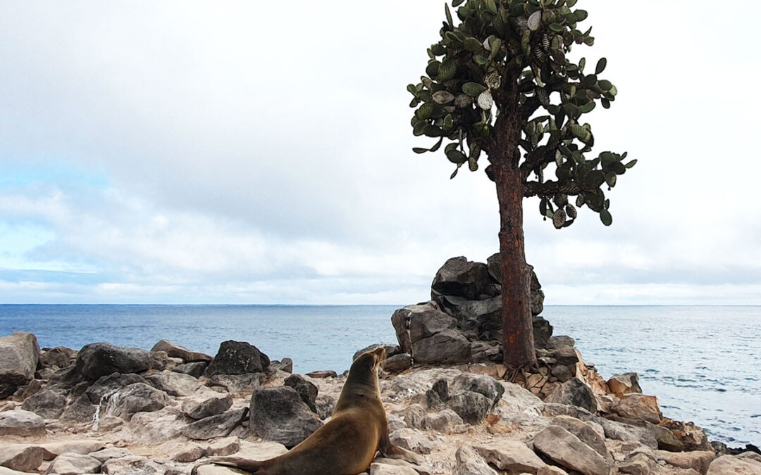 Know These 5 Things BEFORE Booking A Galápagos Vacation